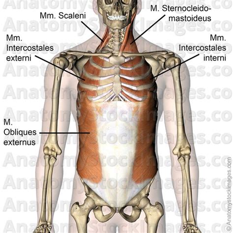 Anatomy Stock Images Torso Musculus Obliques Externus Musculi