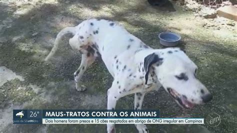 Cães sinais de maus tratos são resgatados de ONG irregular