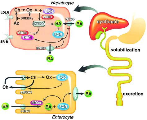 Don T Know Much Bile Ology Cell