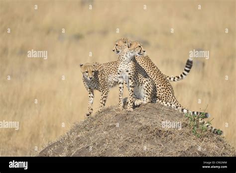 Cheetah Acinonyx Jubatus Mother Her Two Big Cubs Sitting On A