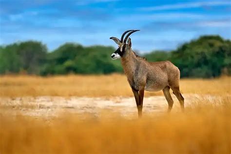 Antelope - Facts, Size, Diet, Pictures - All Animal Facts