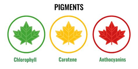 What is Chlorophyll? - GeeksforGeeks