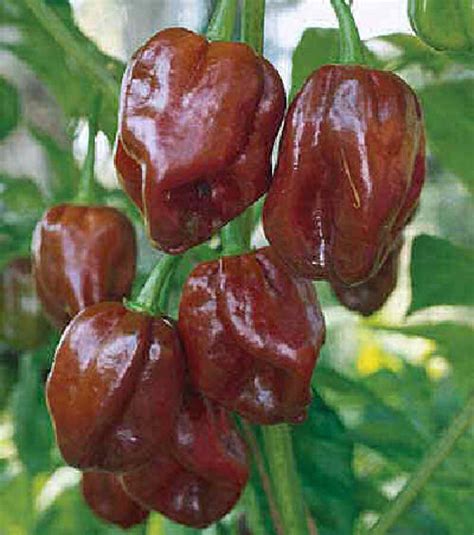 Chocolate Habanero Hot Chili Pepper Seeds VIRIDIS HORTUS