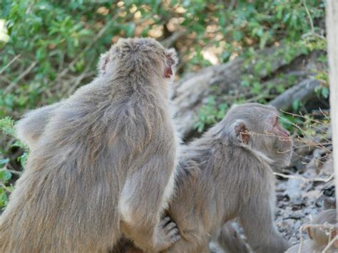 Male Monkeys On Tiny Island Have Way More Sex With Each Other Than Females Scientists Discover