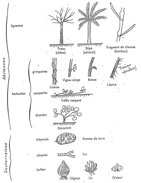 Classification Des Tiges