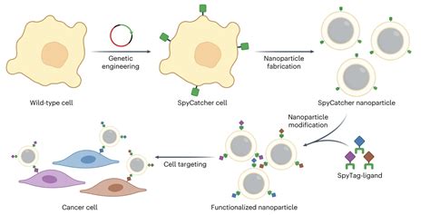 A Modular Approach To Enhancing Cell Membrane Coated Nanoparticle