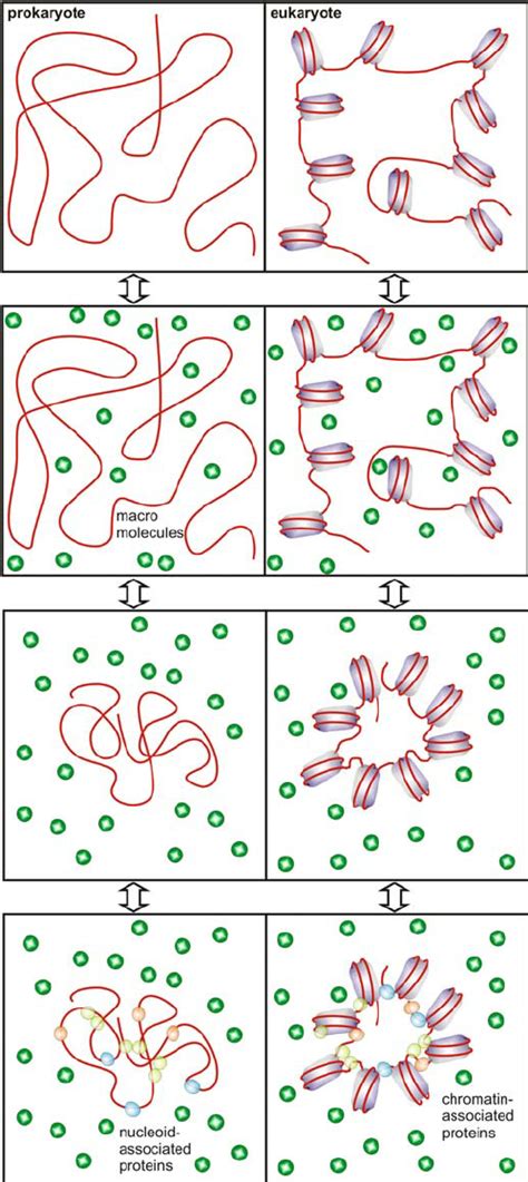 Macromolecular Crowding Leads To Strong Compaction Of Genomes The