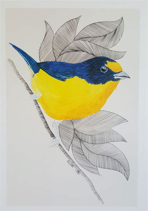 Blue/Yellow Bird Drawing