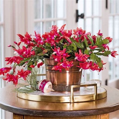 Best Flowers You Can Grow Indoors All Winter