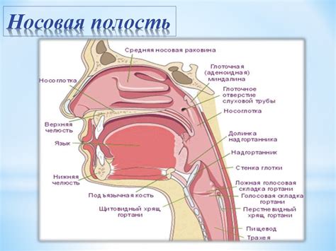 Дыхательная система человека - online presentation