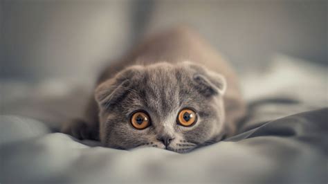 Wallpaper Scottish Fold, Cat, kitten, eyes, gray, wool, cute, animal ...