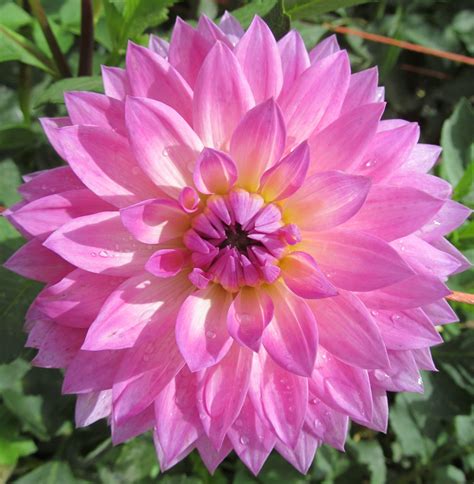 What Is A Delilah Flower at Willie Mixon blog