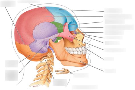 Skull Bones Diagram Diagram Quizlet