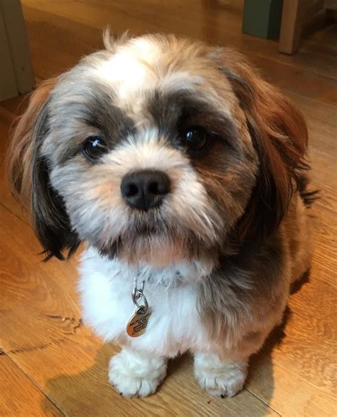 A Complete Guide To The Maltese Shih Tzu Mix Everything You Need To