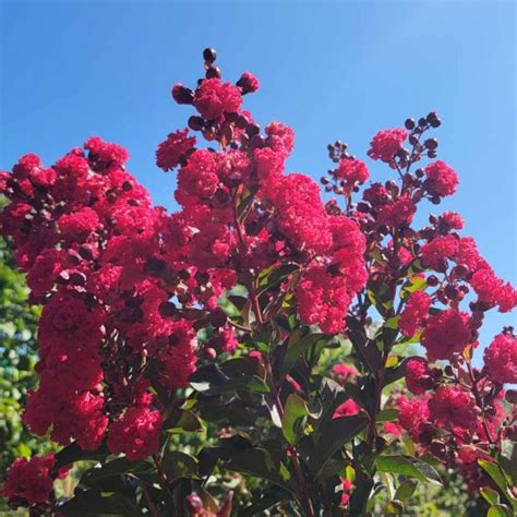 Lagerstroemia Ruffled Red Magic Std Urban Tree Farm Nursery