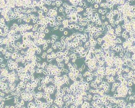 Bv2（小鼠小胶质细胞） 品牌hzbio沪震实业 上海 Chemicalbook