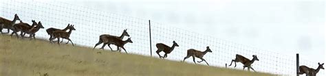 Deer fence height is critical • McGregor Deer Fences