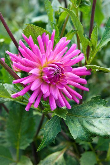 Growing Dahlias Planting And Caring For Dahlia Flowers Garden Design