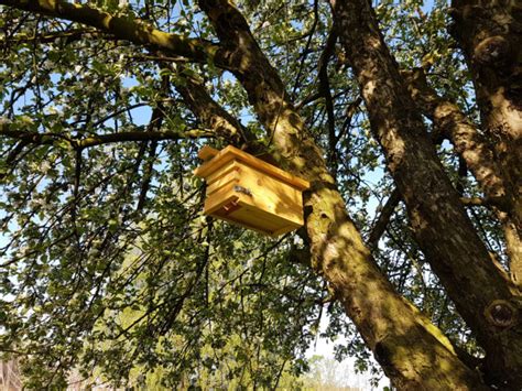 Artenf Rderung Gartenrotschwanz Schweizerische Vogelwarte