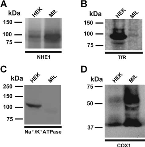 Expression Of Nhe Na H Exchanger Na K Atpase Transferrin