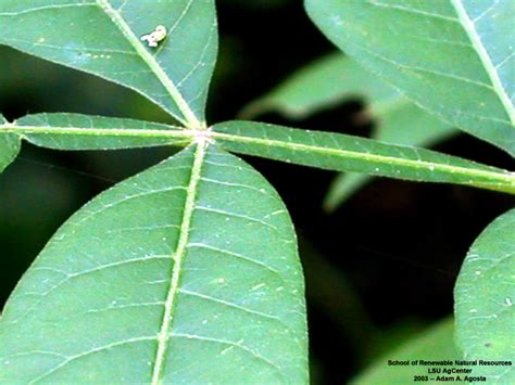 Louisiana Plant Id Rhus Copallinum Winged Sumac