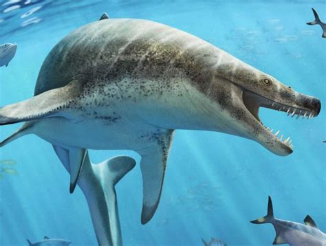 Khinjaria Acuta El Enorme Monstruo Marino Descubierto En África