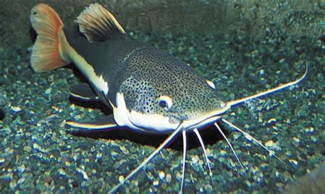 Catfish | Facts, Information and Habit of the Catfish Group