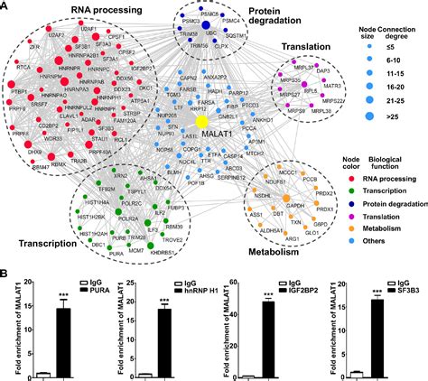 Figure From Quantitative Proteomics Reveals That Long Non Coding Rna