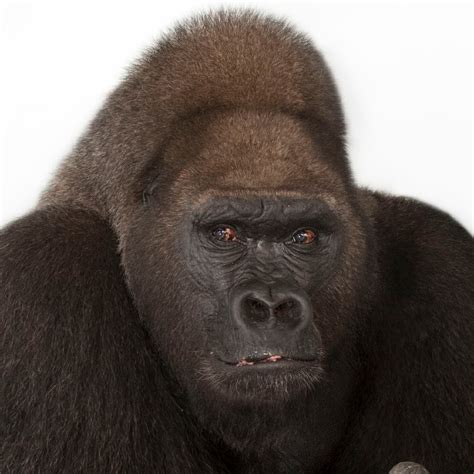 Western lowland gorilla, facts and photos