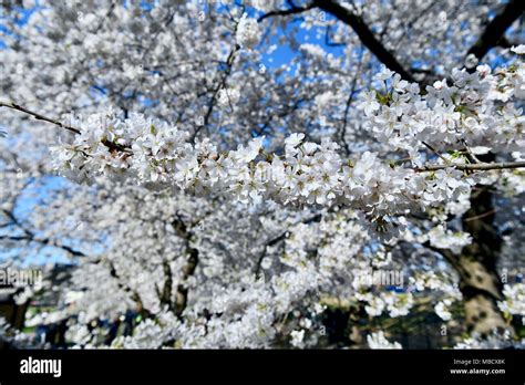 Cherry blossoms at peak bloom in Washington DC, USA Stock Photo - Alamy