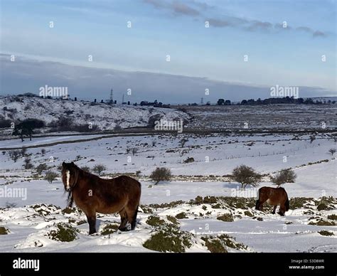 Wild horses in the snow Stock Photo - Alamy