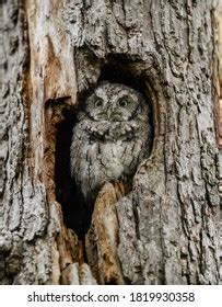 Eastern Screech Owl Sitting Tree Hole Stock Photo 1819930358 Shutterstock