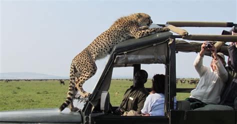 6 Tage Beste Tansania Safari Im 4X4 Land Cruiser Jeep GetYourGuide