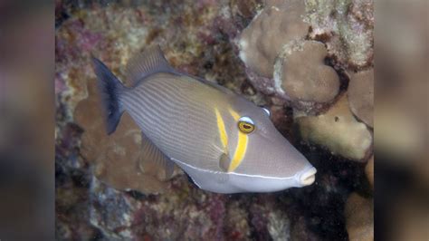 Sufflamen Bursa Boomerang Triggerfish Boomerang Trigger Fish Lei