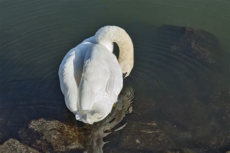 Swan Oiseau D Eau Photo Gratuite Sur Pixabay Pixabay