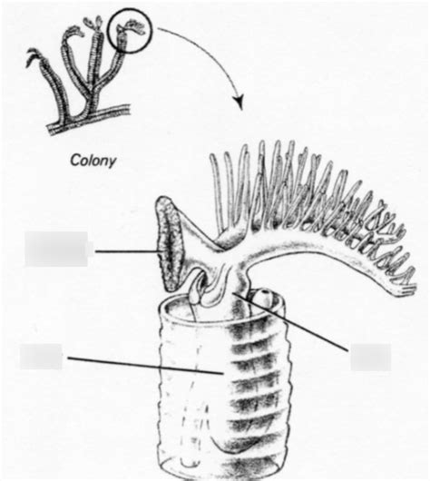 Vertebrates Lab 1 anatomy pt 5 Diagram | Quizlet 