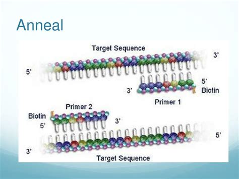 Ppt Polymerase Chain Reaction Powerpoint Presentation Free Download Id2110114