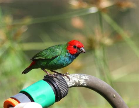 Red Headed Parrotfinch Erythrura Cyaneovirens Cute Birds Passerine