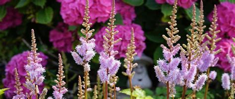 Prachtspiere Astilbe pflanzen pflegen und überwintern