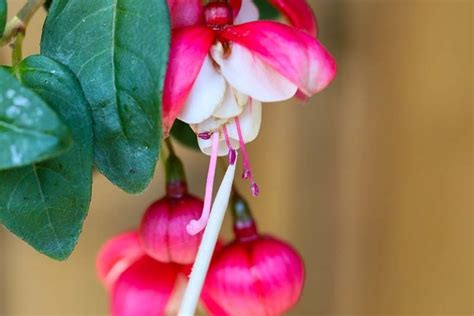 How to Harvest and Save Fuchsia Seeds | Gardener’s Path