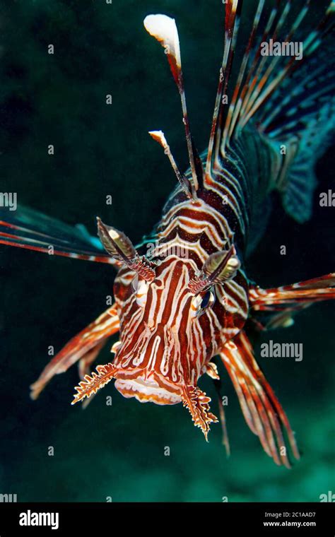 Devil Lionfish Pterois Miles Stock Photo Alamy