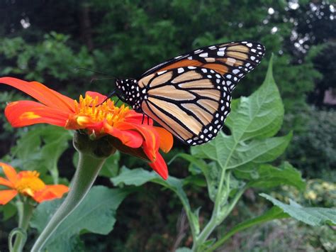 Monarch Butterfly Flowers You Should Grow Birds And Blooms