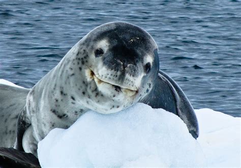 THE SMILING LEOPARD SEAL -ANTARCTICA