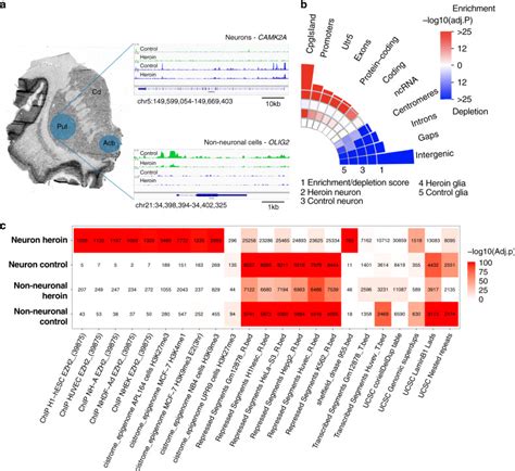 Chromatin Accessibility Mapping Of The Striatum Identifies Tyrosine