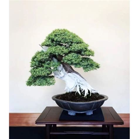 Jual Bonsai Cemara Duri Bonsai Cemara Rigida Juniperus Rigida Bahan