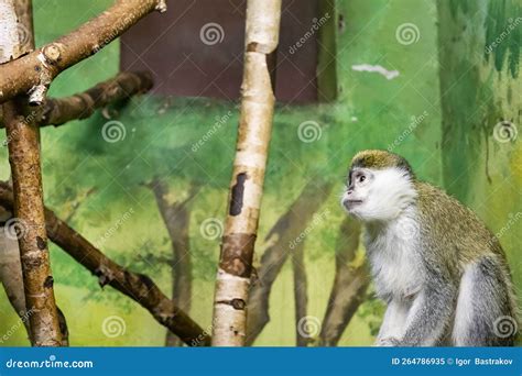 Cute Monkey Sitting In Cage On Farm Stock Image Image Of Creature