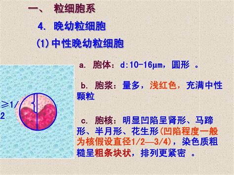 正常血细胞形态学1word文档在线阅读与下载无忧文档