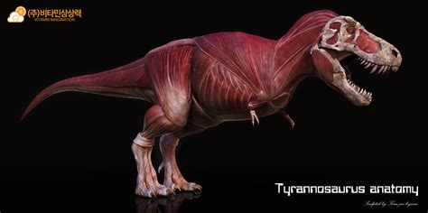 Tyrannosaurus Rex Musculature