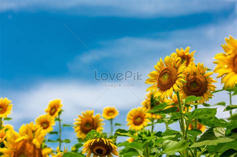 lovepik