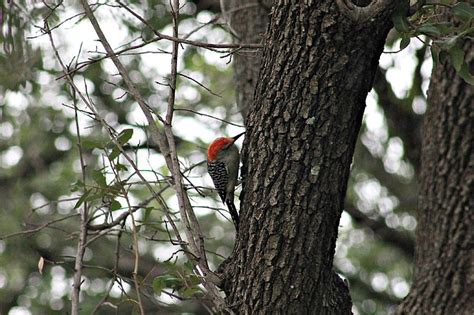 Specht Vogel Baum Kostenloses Foto Auf Pixabay Pixabay